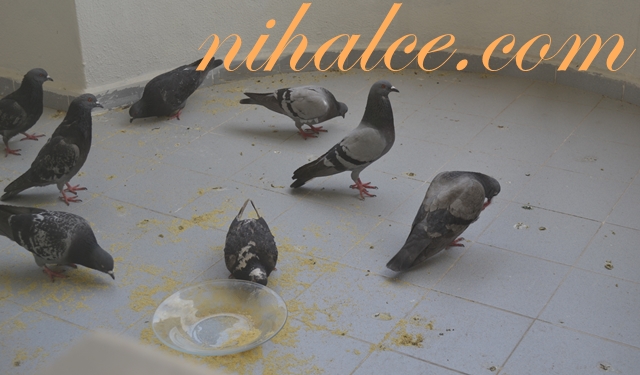 Balkonda Kuş Beslemek