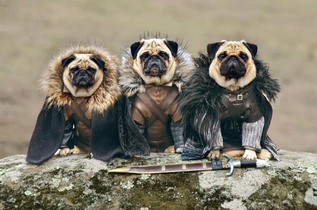 Game of Thrones'un Sevimli Puglardan Oluşan Karakterleri